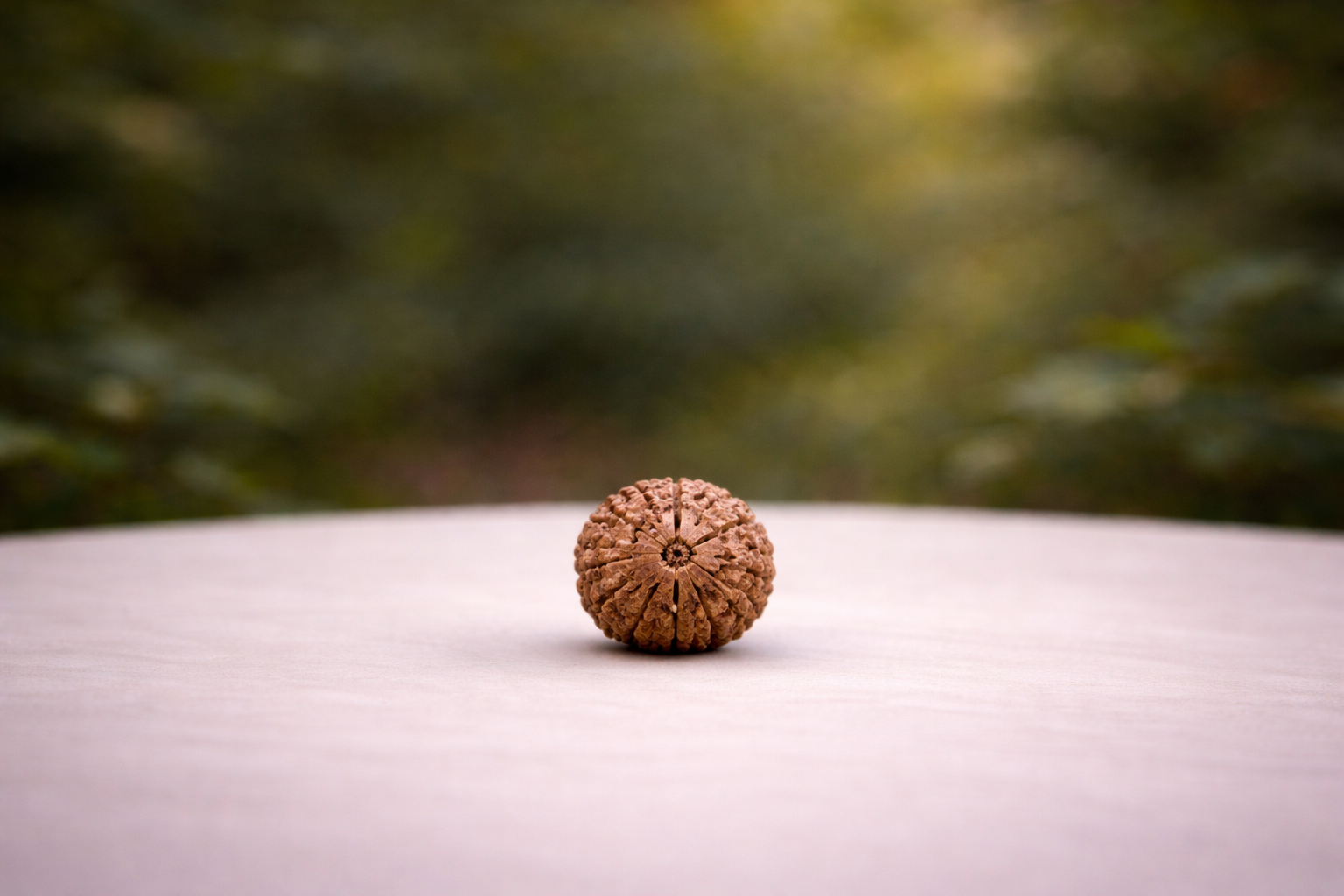 10 Mukhi Rudraksha