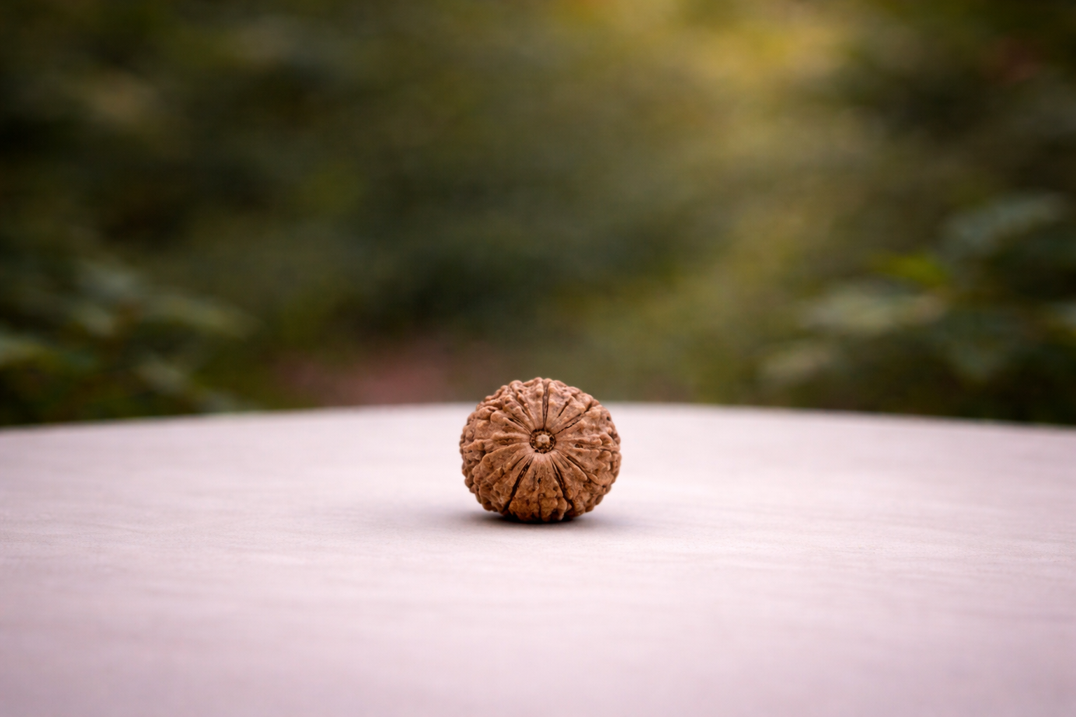11 Mukhi Rudraksha