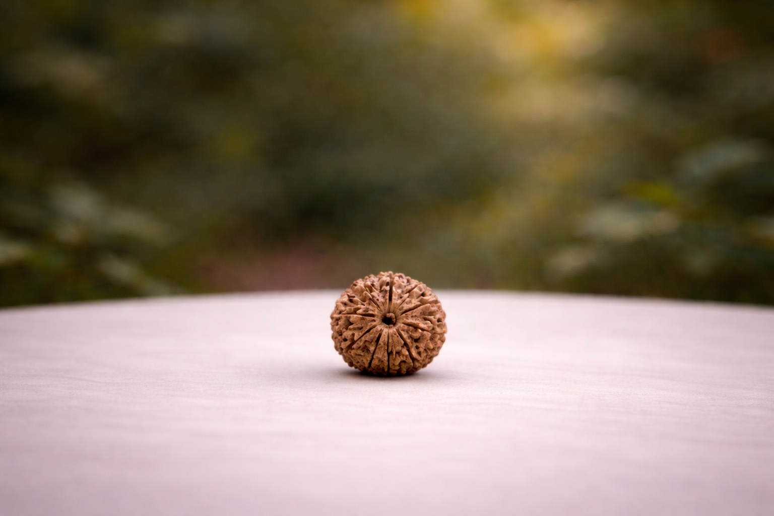 12 Mukhi Rudraksha