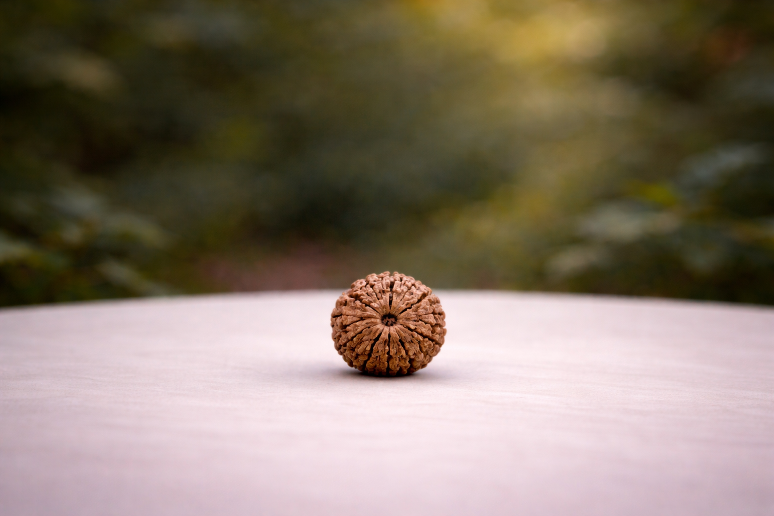 13 Mukhi Rudraksha