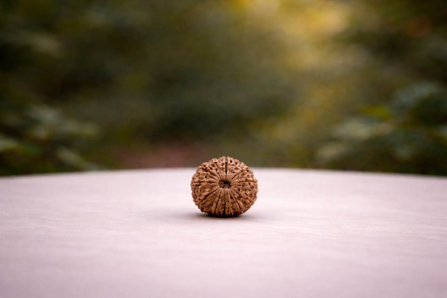 14 Mukhi Rudraksha