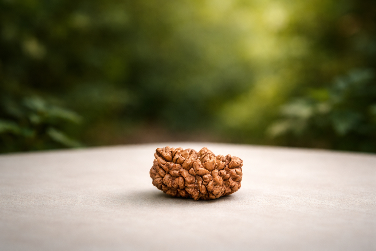 1 Mukhi Rudraksha