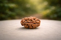 2 Mukhi Rudraksha