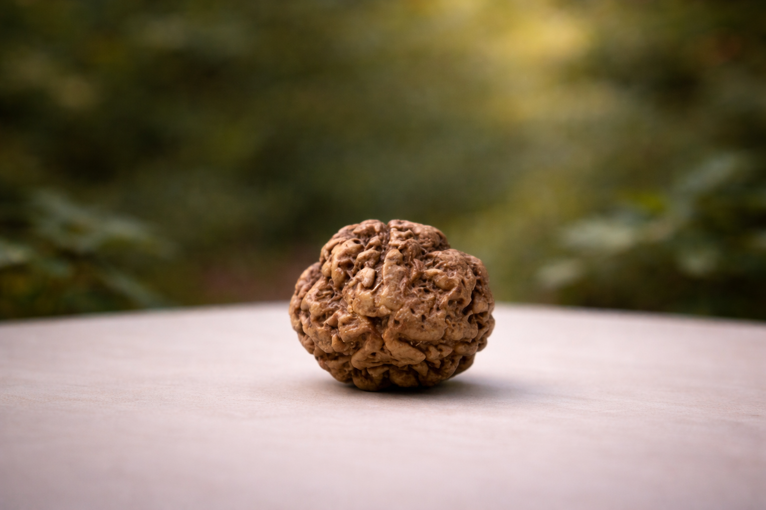 3 Mukhi Rudraksha