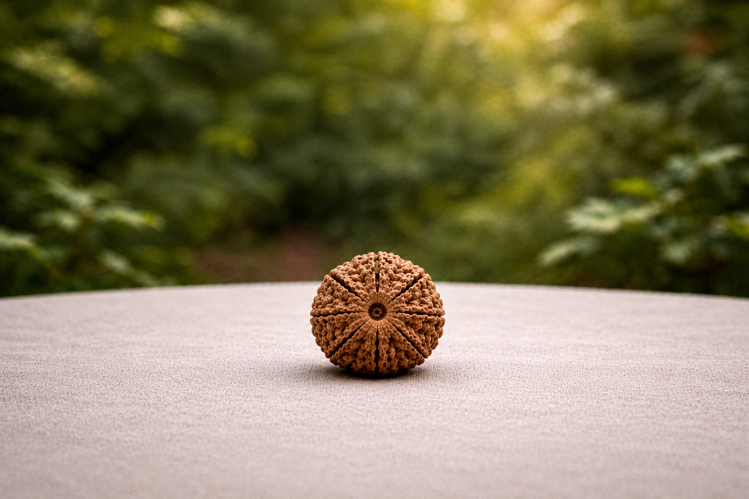 8 Mukhi Rudraksha