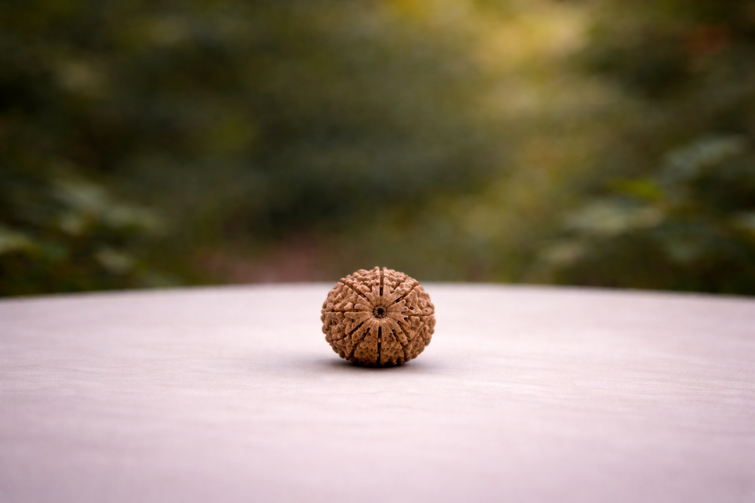 9 Mukhi Rudraksha
