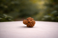 Savar Rudraksha