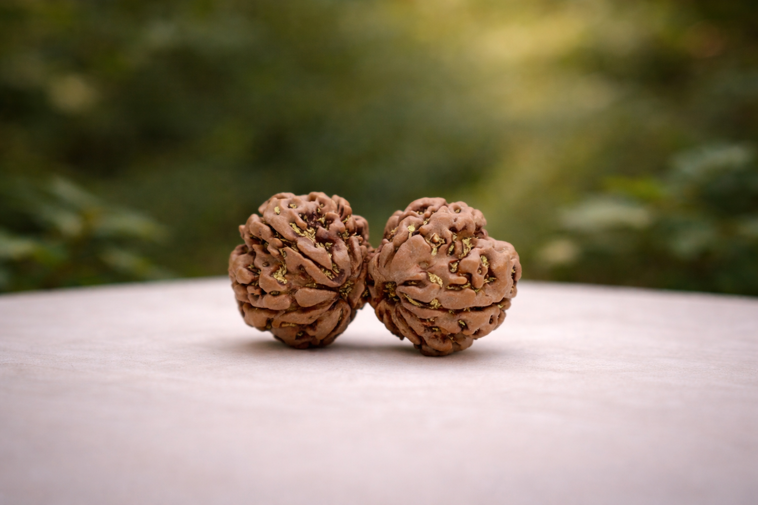 Gauri Shankar Rudraksha
