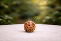 5 Mukhi Rudraksha