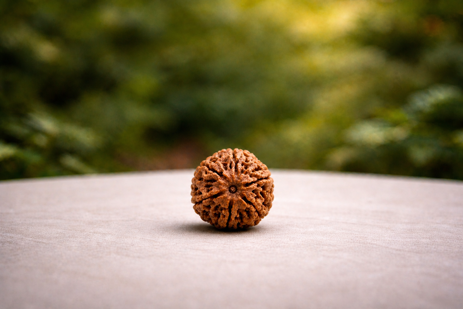 6 Mukhi Rudraksha