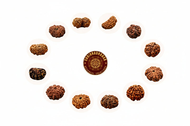 1-14 Mukhi Rudraksha